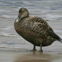 Eider Duck - Female