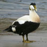 Eider Duck - Male 