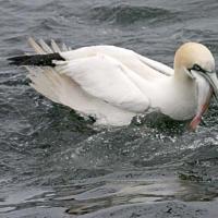 Gannet_with_Fish