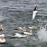 Gannets_Fishing