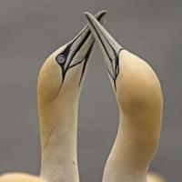Gannets_necking