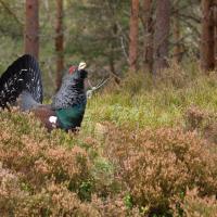 cairngorms-capercaille-3