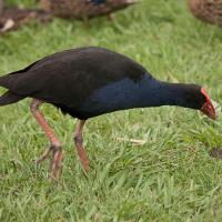 The Pukeko, or New Zealand Swamp Hen is a member of the rail fam