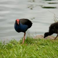 The Pukeko, or New Zealand Swamp Hen is a member of the rail fam