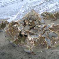 Shells on Koekohe Beach