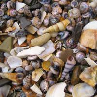 Shells on Koekohe Beach