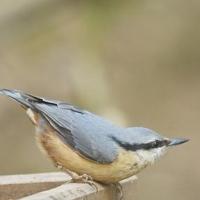 thumbs_nuthatch1