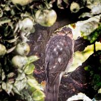 Sparrowhawk211