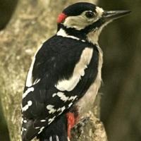 thumbs_woodpecker