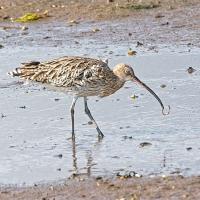 Curlew10