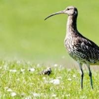 thumbs_whimbrel