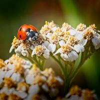 Ladybird-Back-Garden1