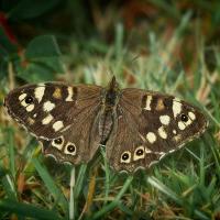 Speckled-Wood-09062019
