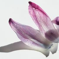 Tulip-Petals.1600