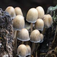1250__450x_mushrooms1
