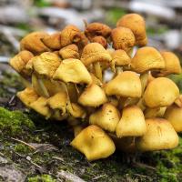 mushrooms11