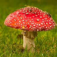 mushrooms14