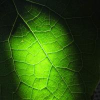 leaf-1