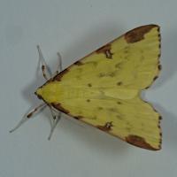 Brimstone Moth 