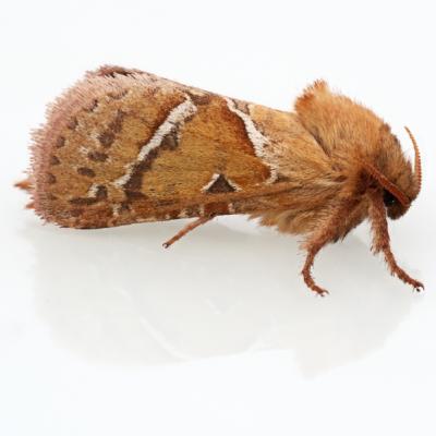 Moth Trap - 22nd August 2022